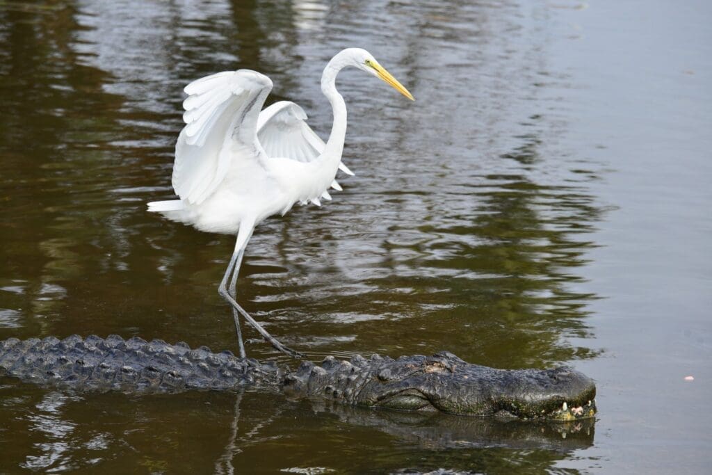 A graceful crane strides atop an alligator in the heart of an Everglades swamp