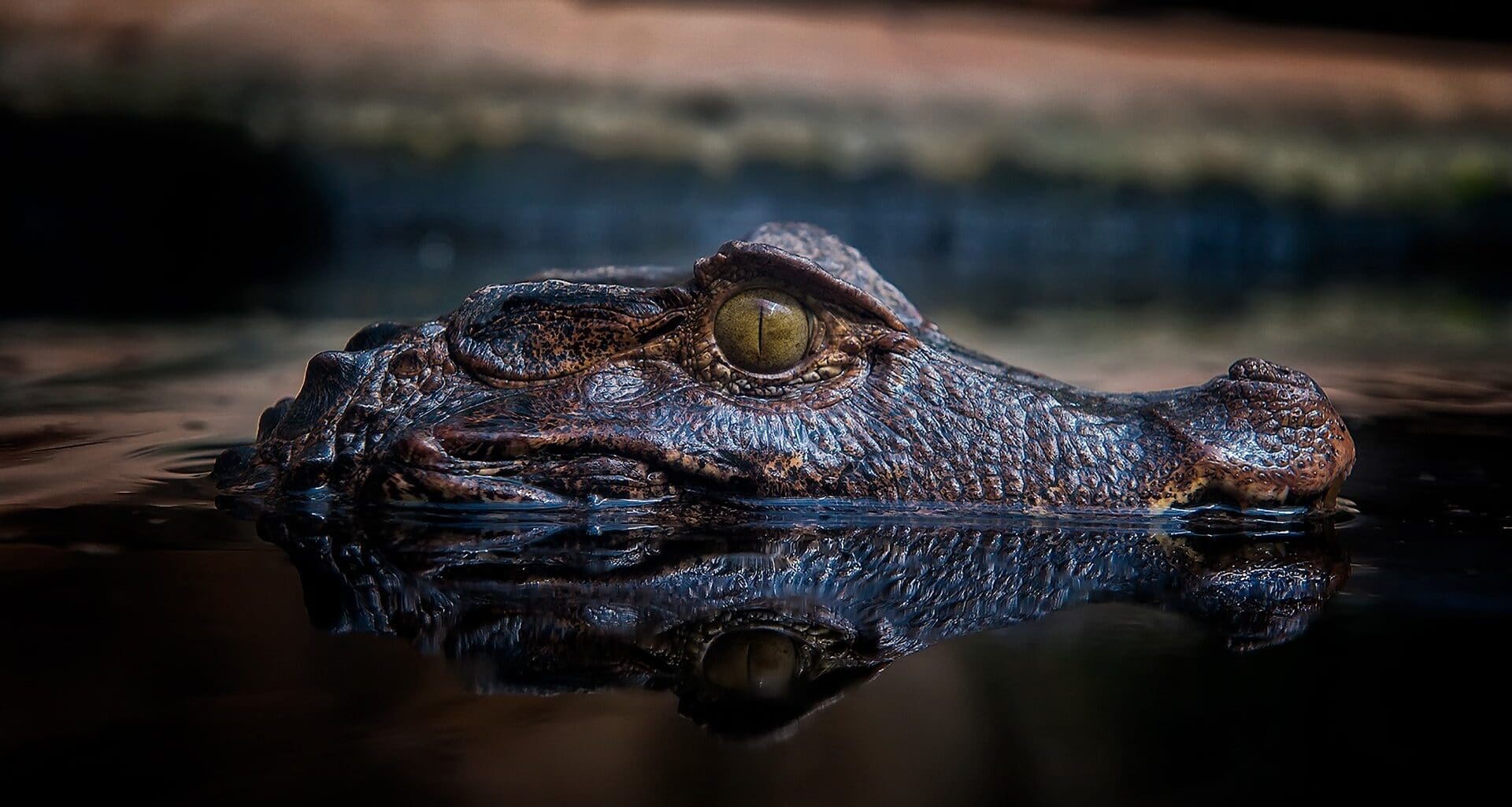 A large crocodile emerges partially from a swamp in the national park