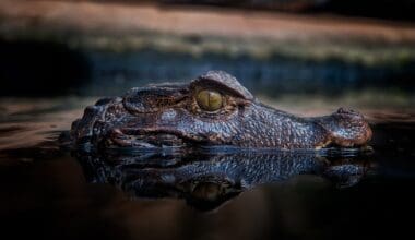 A large crocodile emerges partially from a swamp in the national park