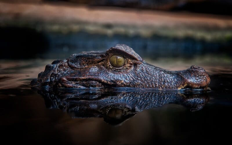 A large crocodile emerges partially from a swamp in the national park