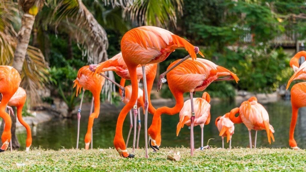 Flamingos in Bush Gardens, Tampa.