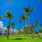 A stunning perspective of the palm trees in Lummus Park, one of its main attractions.