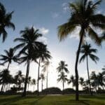 A view of the palm trees in Lummus Park at sunset.