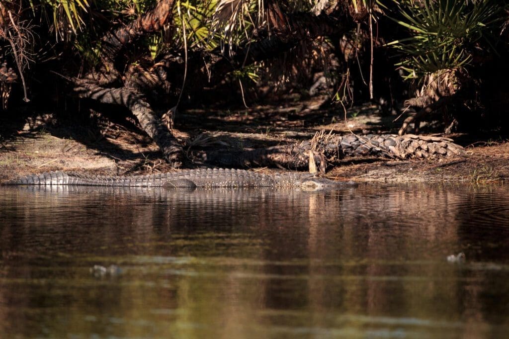 An alligator rests at the edge of a swamp in Everglades National Park