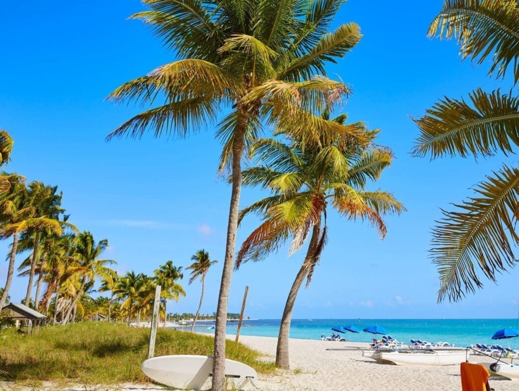 Palm trees at Smathers Beach in Key West, Florida