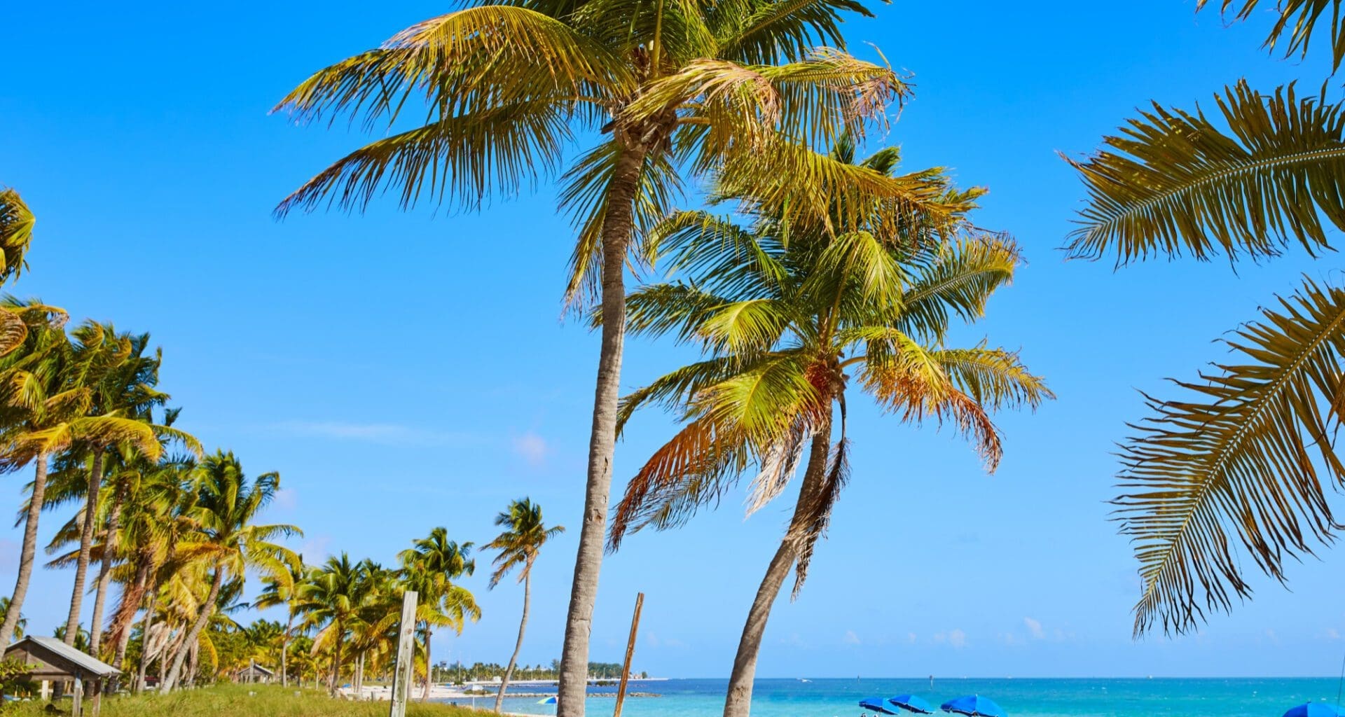 Palm trees at Smathers Beach in Key West, Florida