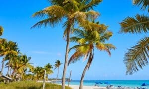 Palm trees at Smathers Beach in Key West, Florida