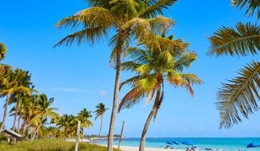 Palm trees at Smathers Beach in Key West, Florida