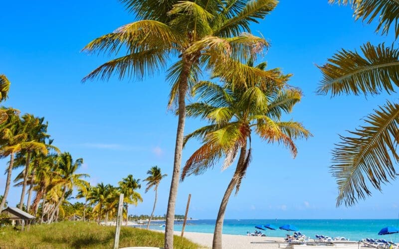 Palm trees at Smathers Beach in Key West, Florida