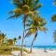 Palm trees at Smathers Beach in Key West, Florida