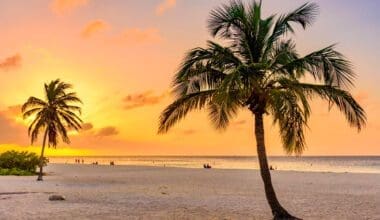 Palm trees silhouetted against the sunset sky on a Florida beach