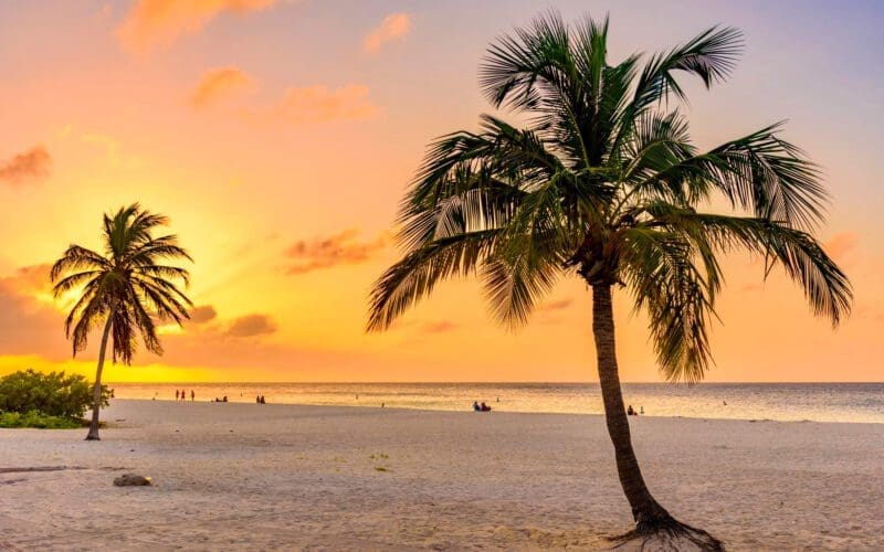 Palm trees silhouetted against the sunset sky on a Florida beach