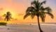 Palm trees silhouetted against the sunset sky on a Florida beach