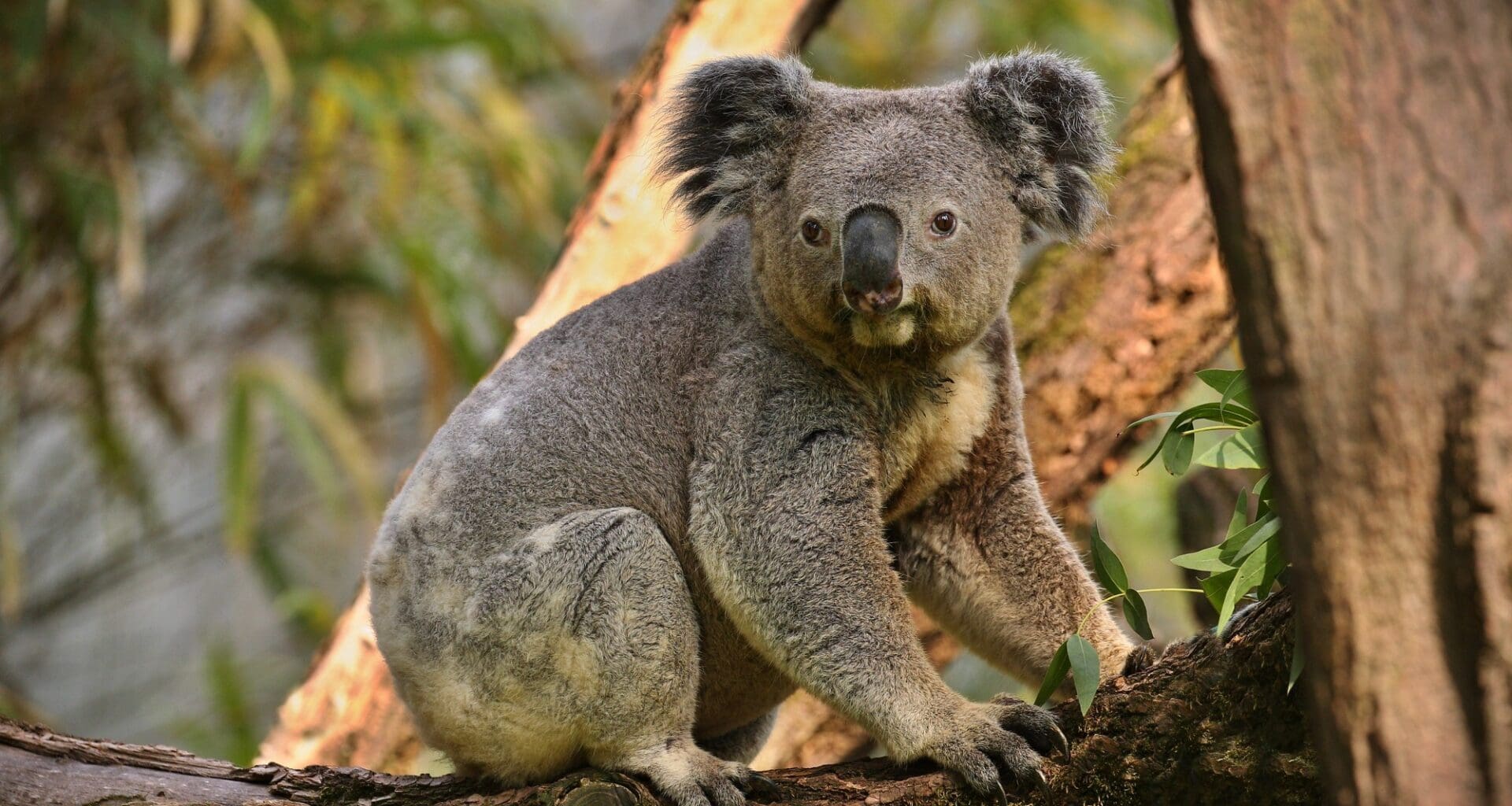 A koala bear on a tree