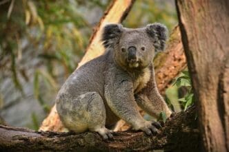 A koala bear on a tree
