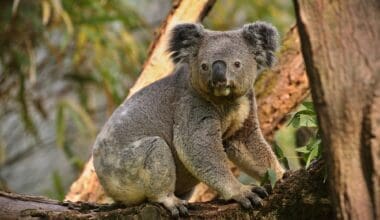 A koala bear on a tree