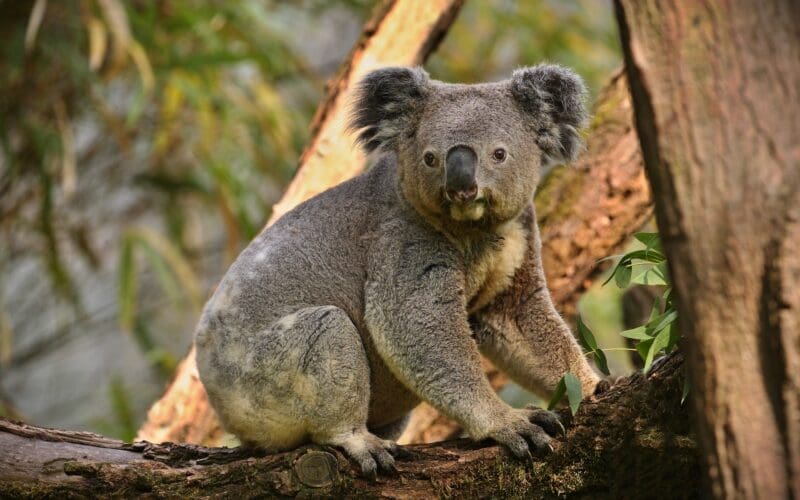 A koala bear on a tree