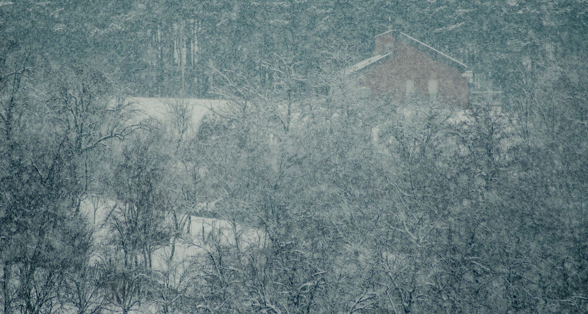 Aerial view of snow-covered trees in the forest during a snowstorm