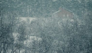 Aerial view of snow-covered trees in the forest during a snowstorm