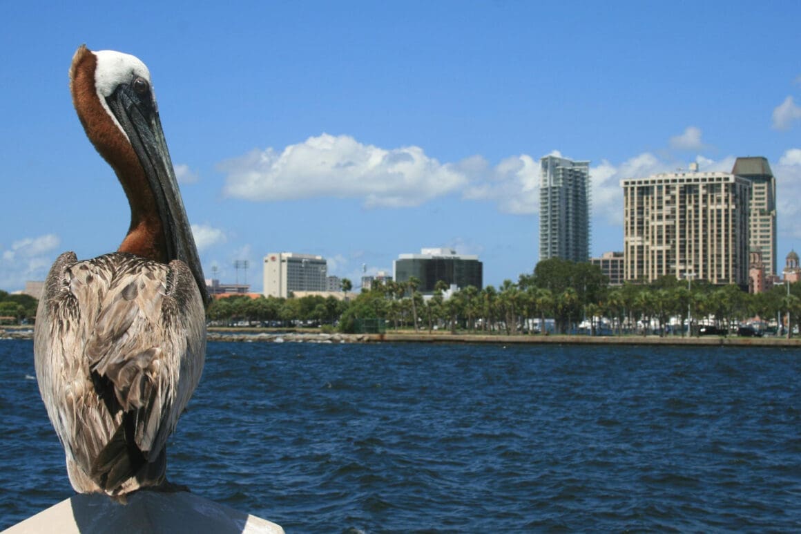 Close-up of pelican by lake against sky in South Florida