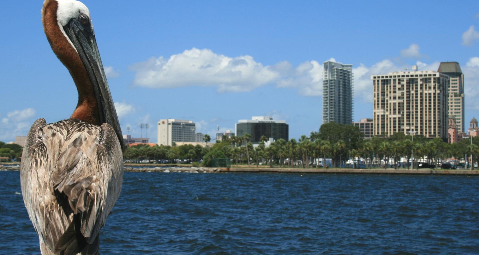 Close-up of pelican by lake against sky in South Florida