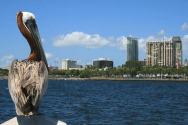 Close-up of pelican by lake against sky in South Florida