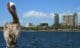 Close-up of pelican by lake against sky in South Florida