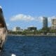 Close-up of pelican by lake against sky in South Florida