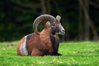 Large European moufflons in their natural habitat
