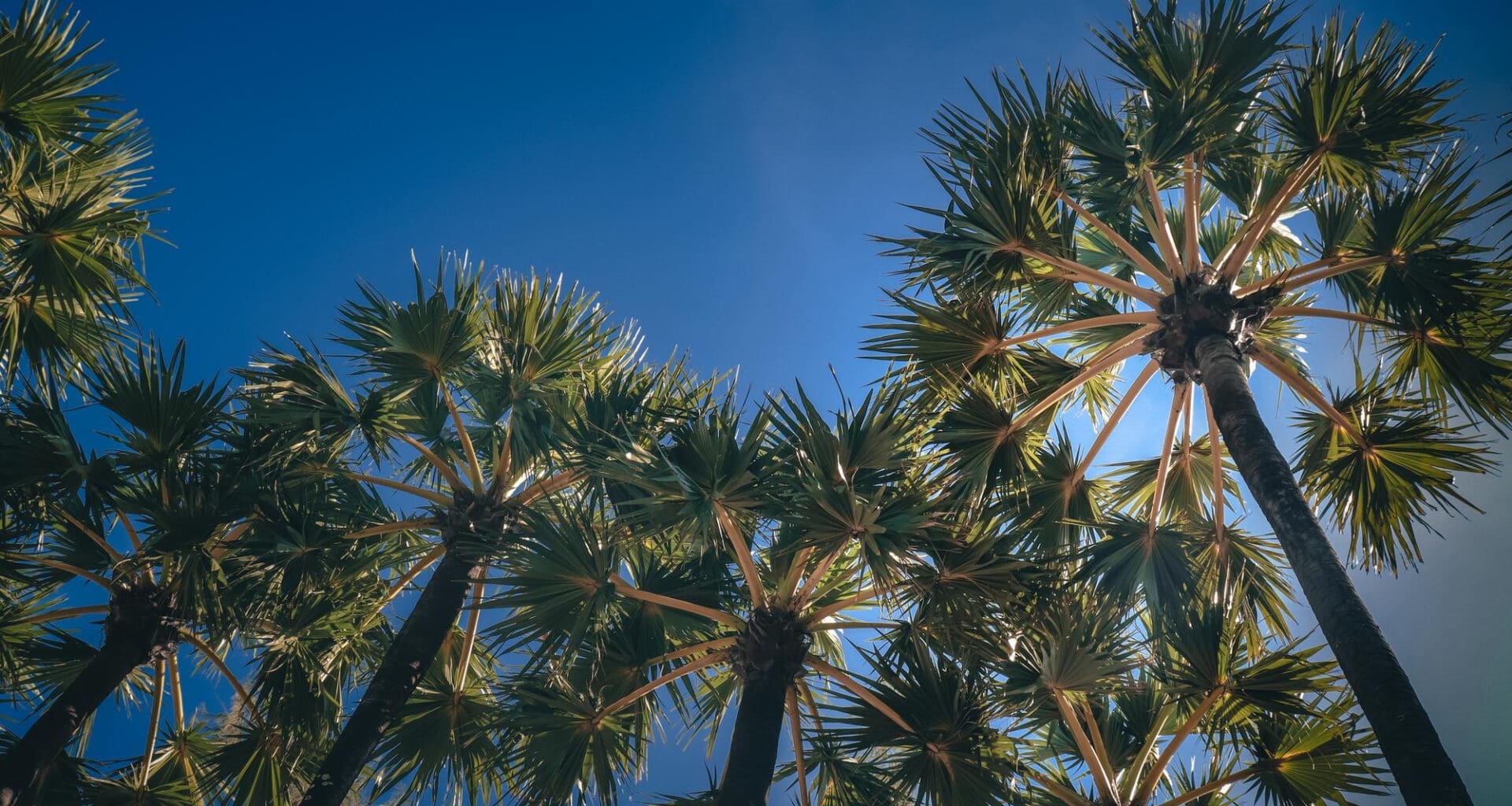 Low angle view of coconut palm trees against blue sky