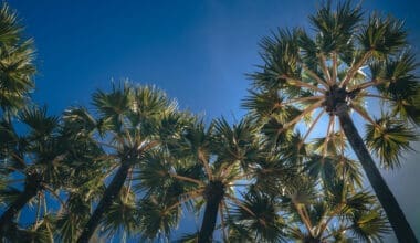 Low angle view of coconut palm trees against blue sky