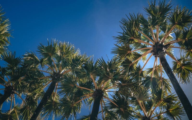 Low angle view of coconut palm trees against blue sky