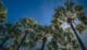 Low angle view of coconut palm trees against blue sky