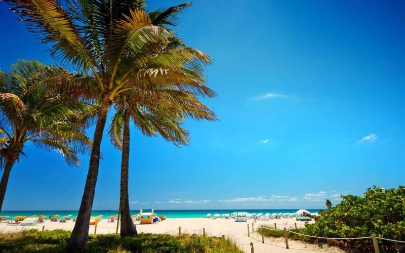 Path with coconut palm to the beach in Miami Beach