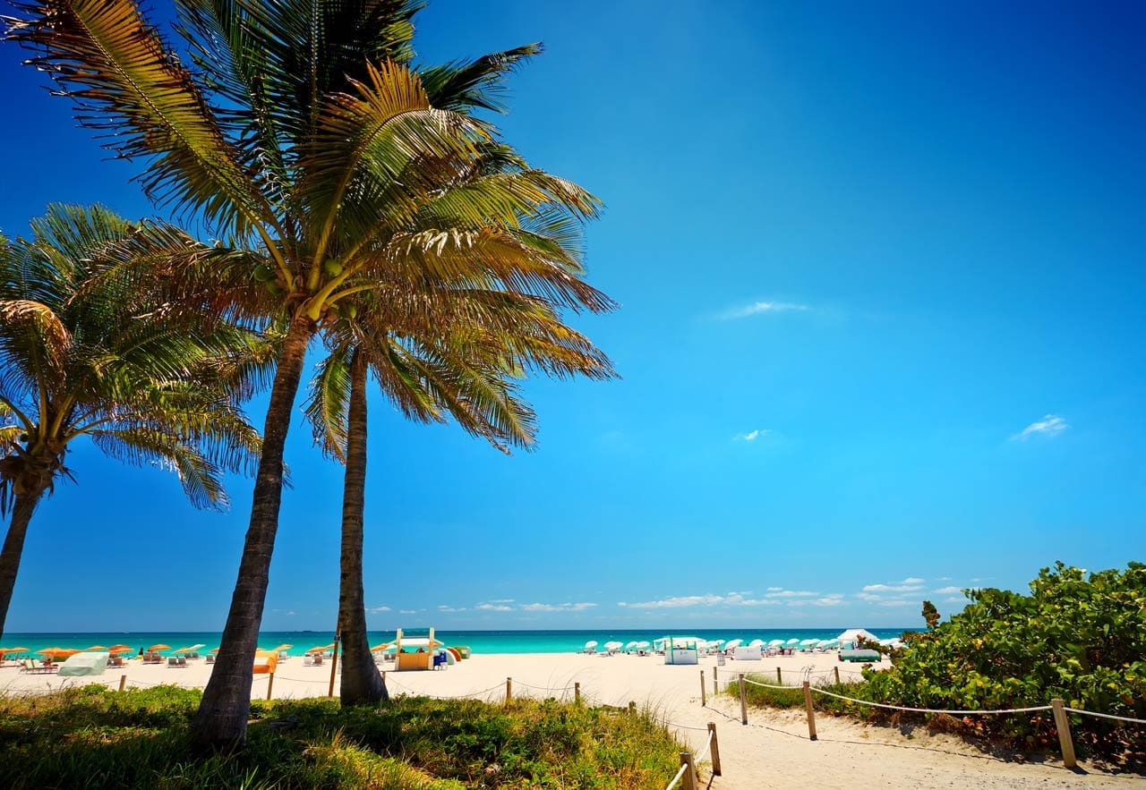 Path with coconut palm to the beach in Miami Beach