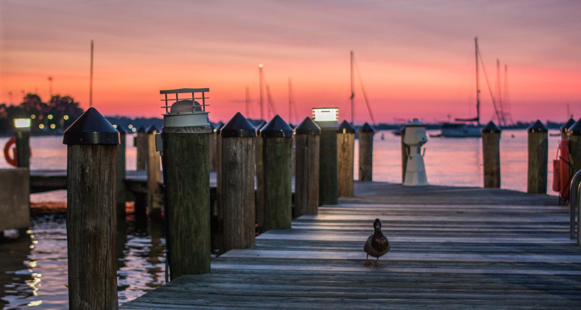 Sunset view of a boat dock with a duck