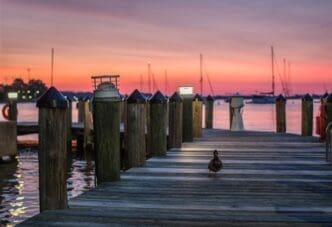 Sunset view of a boat dock with a duck