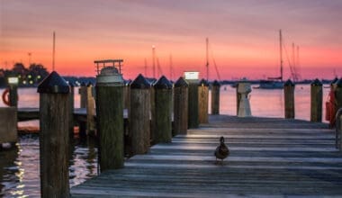 Sunset view of a boat dock with a duck