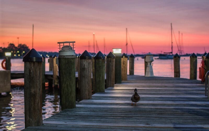 Sunset view of a boat dock with a duck