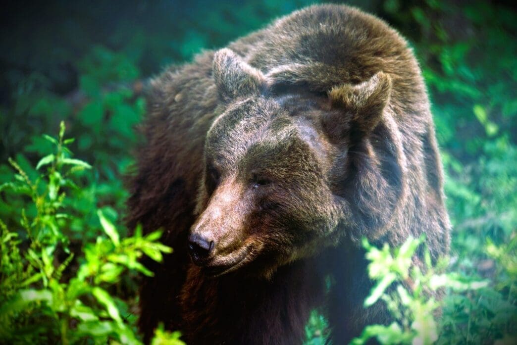 bear attacks in national parks