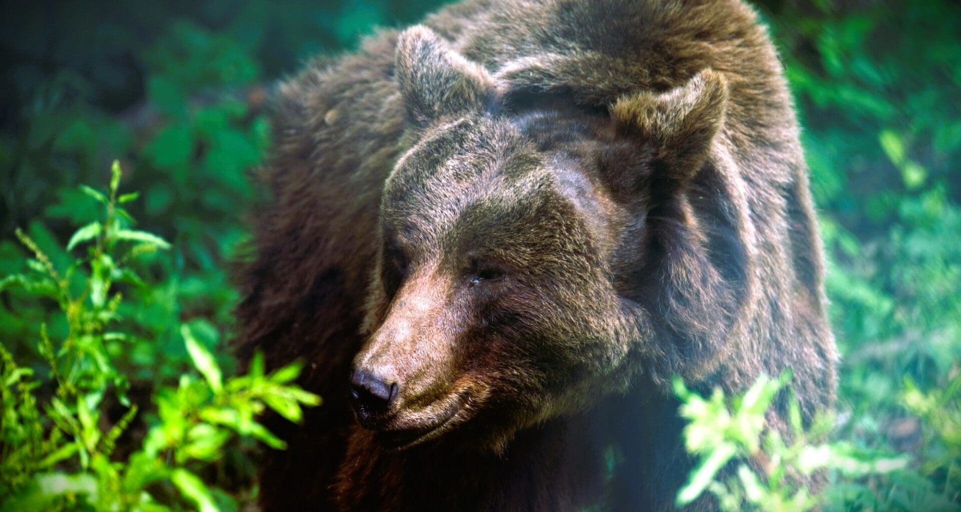 bear attacks in national parks