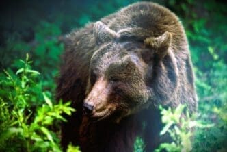 bear attacks in national parks