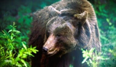 bear attacks in national parks