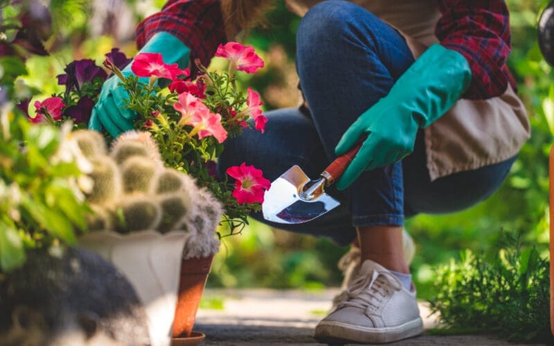 A woman wearing gloves plants a petunia flower in a pot in her home garden, using a shovel