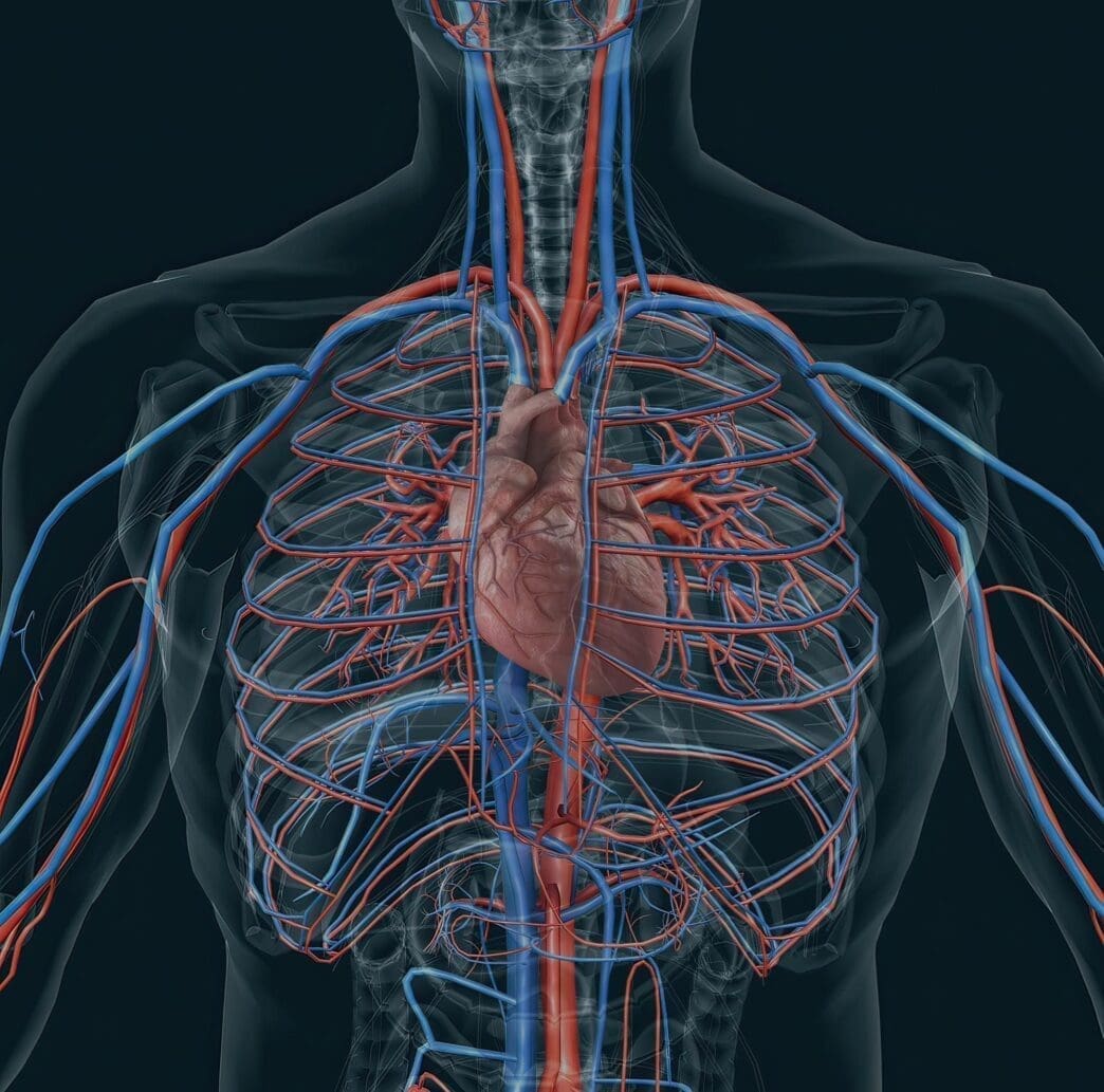 Cardiovascular System