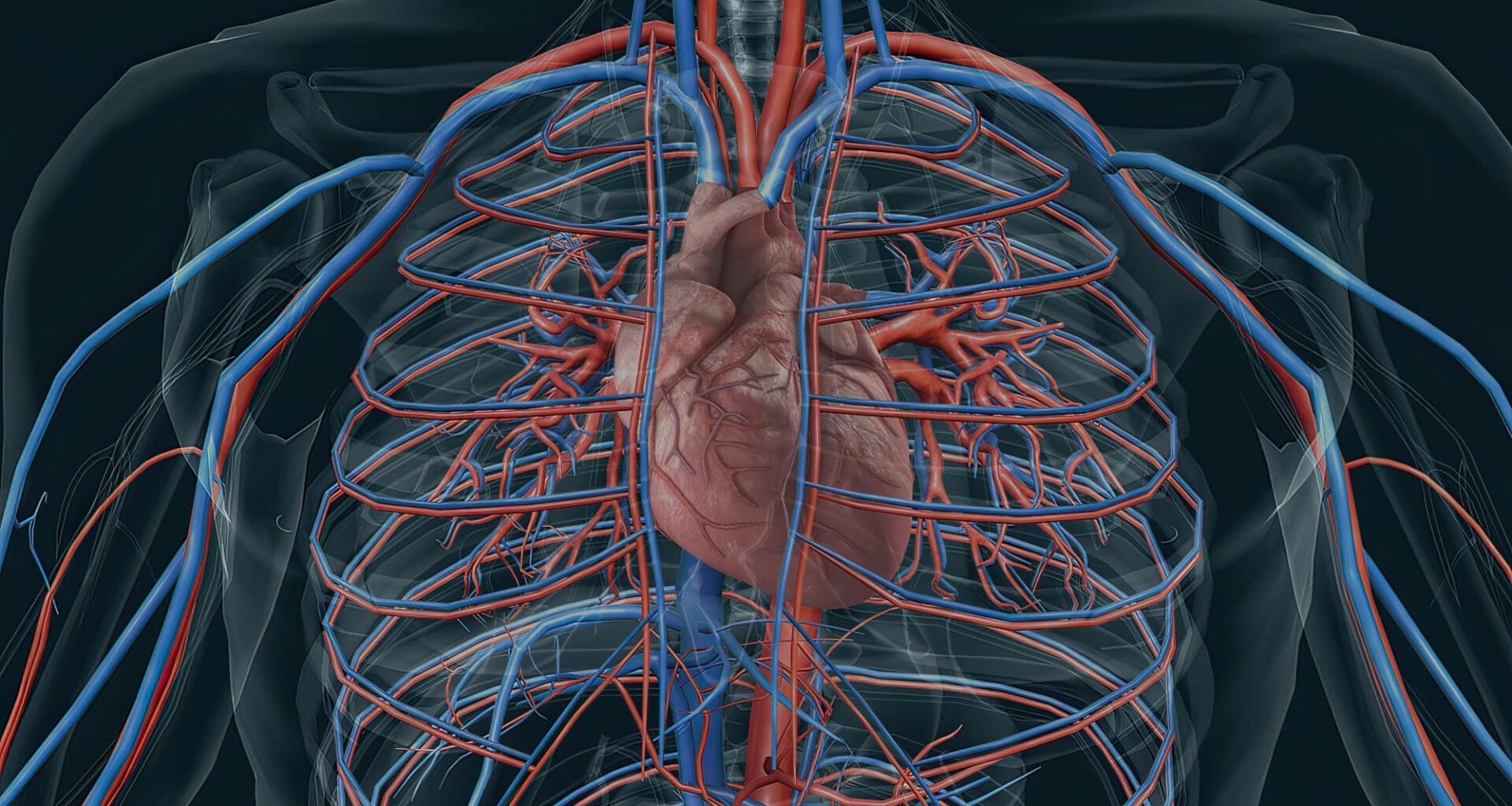 Cardiovascular System