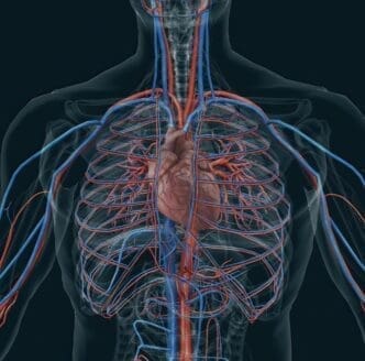 Cardiovascular System