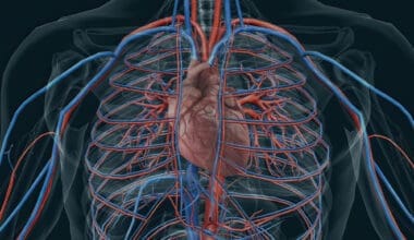 Cardiovascular System