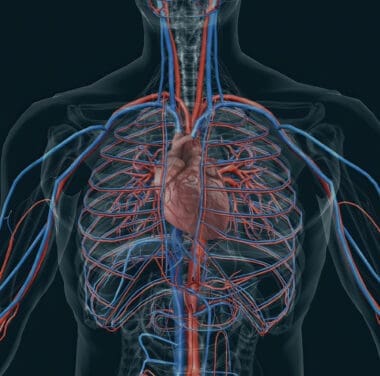Cardiovascular System