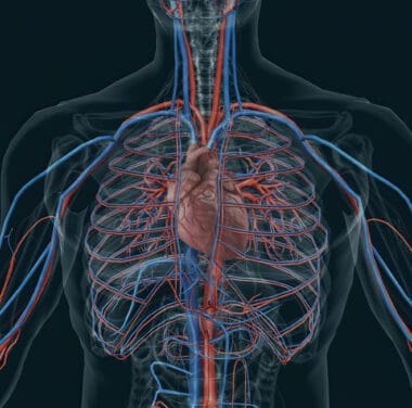 Cardiovascular System